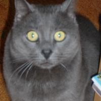 Hannelores-Handarbeitsstuebchen's picture