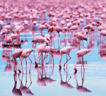 Design - flamingosummer - by La petite France, read more about this textile design