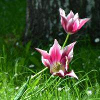 Sphaerenmusik's Bild