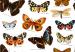 Design - Die schönsten Schmetterlinge Europas - by Stoff-Schmie.de, read more about this textile design