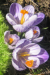 Design - crocus2 by elimi - by elimi, read more about this textile design