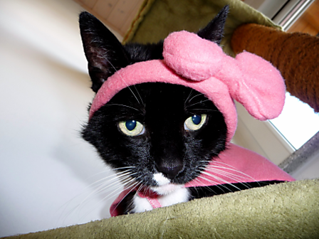 Vergrösserte Ansicht des Stoff-Designs.