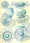 Designimage
