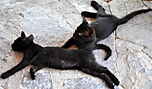 Gehe zur Detailseite des Designs  - Griechische Katzen -. Mehr Details und Diskussionsstoff gibt es hier. Designimage