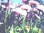 Designimage