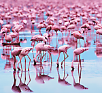 Go to the detail page of the design  - flamingosummer -. Learn more about the design and read what others say about it. Designimage
